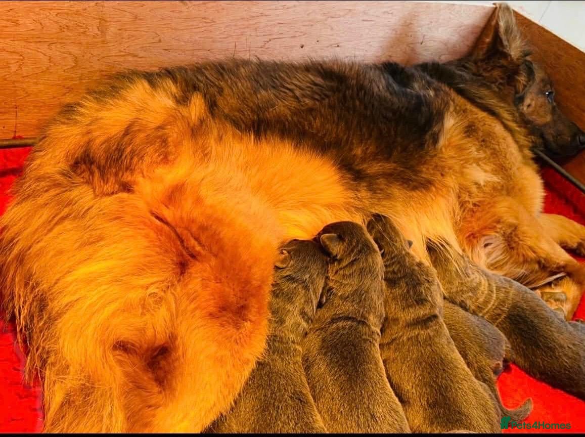 German Shepherd dogs Exceptional litter of KCreg German shepherds - Advert 1