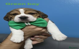 Beagle dogs for sale: Sweet litter of tri-colored beagle - Image 4