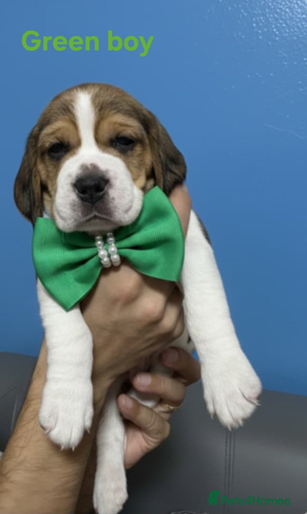 Beagle dogs for sale: Sweet litter of tri-colored beagle - Image 4