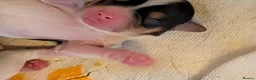 Mixed Breed dogs for sale: Mixed Breed Puppies  in Ashford - Advert 35