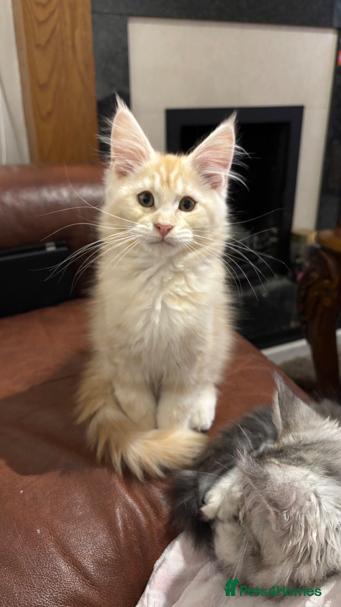 Maine Coon cats Maine coon kitten  - Advert 18