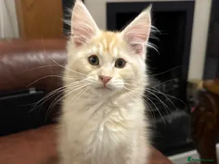 Maine Coon cats Maine coon kitten - Advert 18