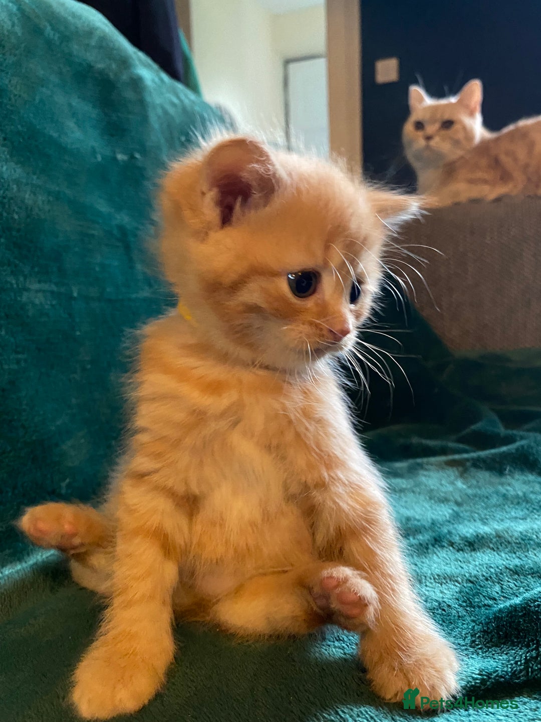 Scottish Fold cats for sale: Scottish Straight Ginger Kittens  - Advert 10