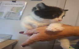 Mixed Breed cats for sale: 1 kitten left. READY NOW - Image 20
