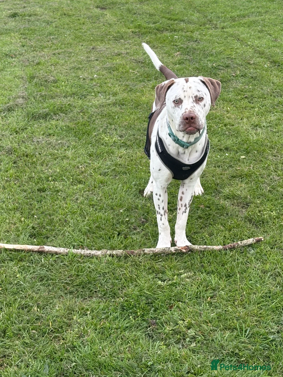 Mixed Breed dogs for sale: Beautiful Dalmatian boy  in Dudley - Advert 2