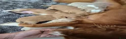 Nova Scotia Duck Tolling Retriever dogs for sale: Scalpsie Toller Puppies  - Advert 7