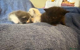 Ragdoll cats for sale: 🐾 Adorable Ragdoll x Maine Coon Kittens 🐾 - Image 6