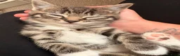Mixed Breed cats for sale: 2 Tabby kittens for sale - Advert 13