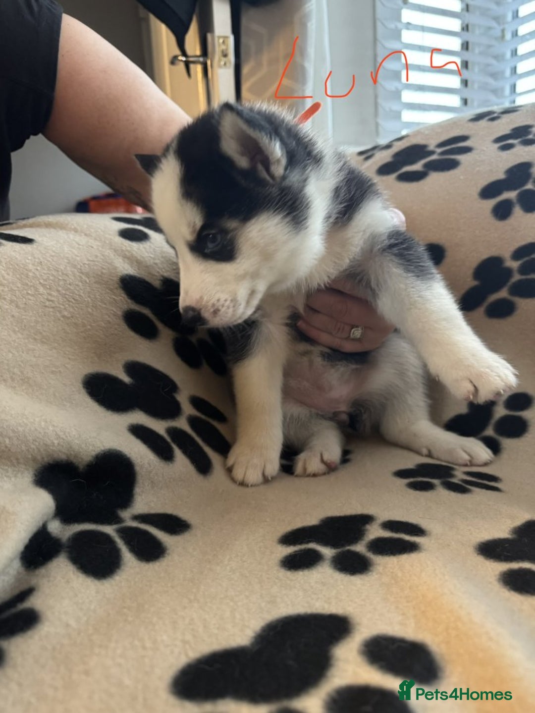 Siberian Husky dogs for sale: Gorgeous huskies puppies for sale! - Image 9