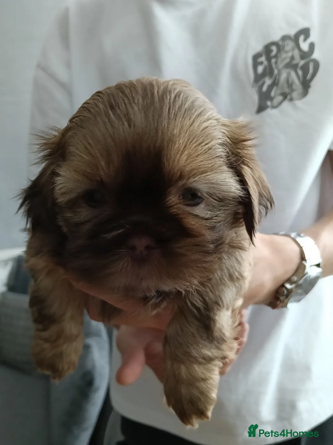Shih Tzu dogs for sale: Imperial Shih Tzu puppy - Advert 12