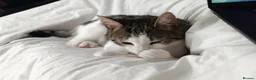 Domestic Shorthair cats for sale: Loving 8-Month Male Cat (Neutered/Vaccinated) - Advert 6