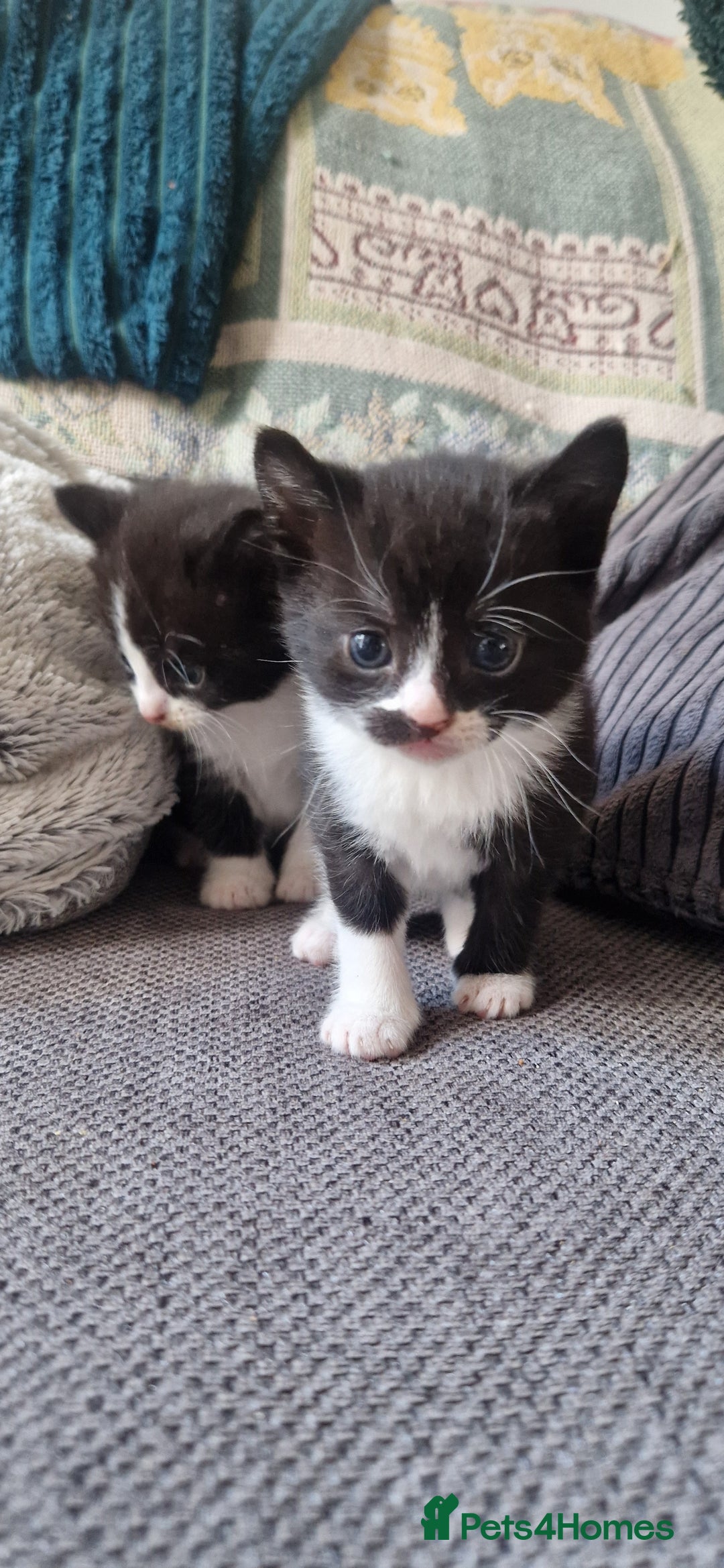 Mixed Breed cats for sale: 5 cute kittens, good natured mum needing homes  - Image 2
