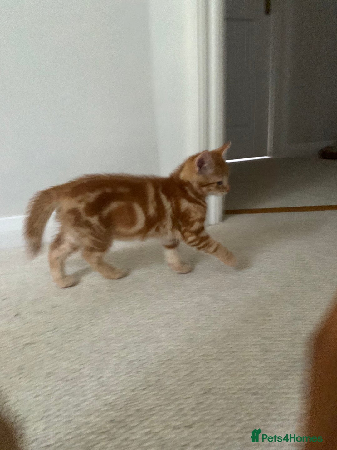 Mixed Breed cats for sale: Cute playful kittens  - Image 8