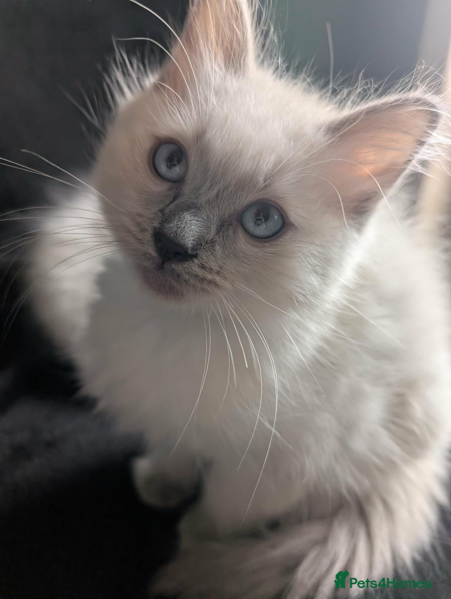 Ragdoll cats Ragdoll X 2 boys avilable  - Advert 18
