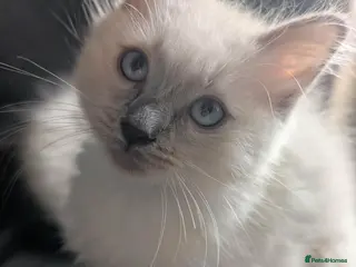 Ragdoll cats Ragdoll X 2 boys avilable - Advert 18