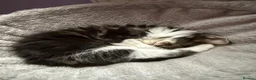 Maine Coon cats for sale: Gorgeous maine coon cross kittens - Advert 5
