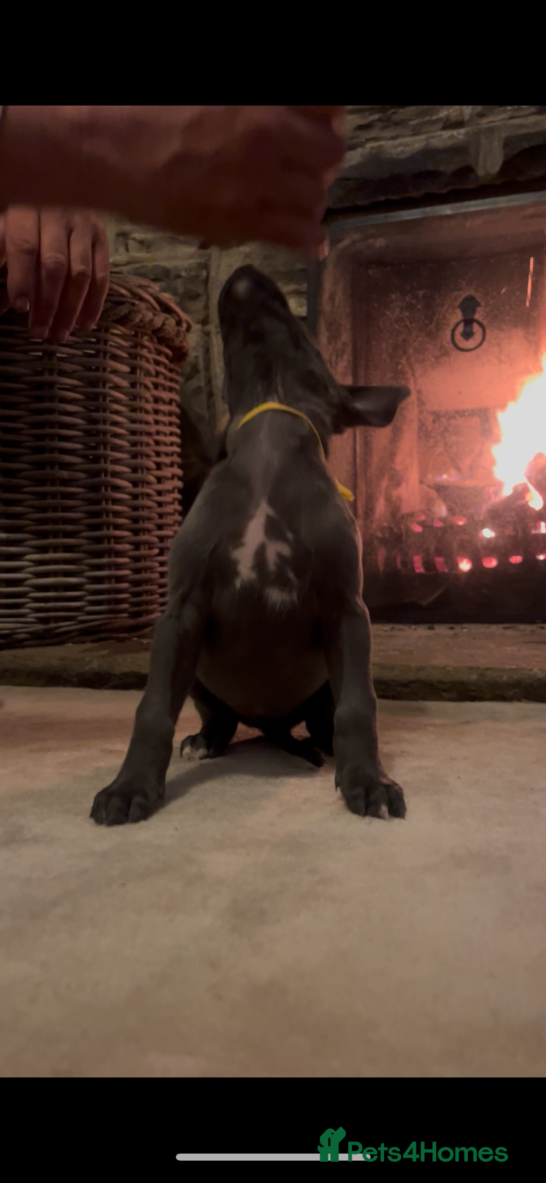 Whippet dogs for sale: Stunning Blue Whippet, white flecks  - Image 21
