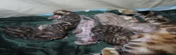 Bengal cats for sale: Spots and Sass | TICA BENGAL KITTENS in Birmingham - Advert 8