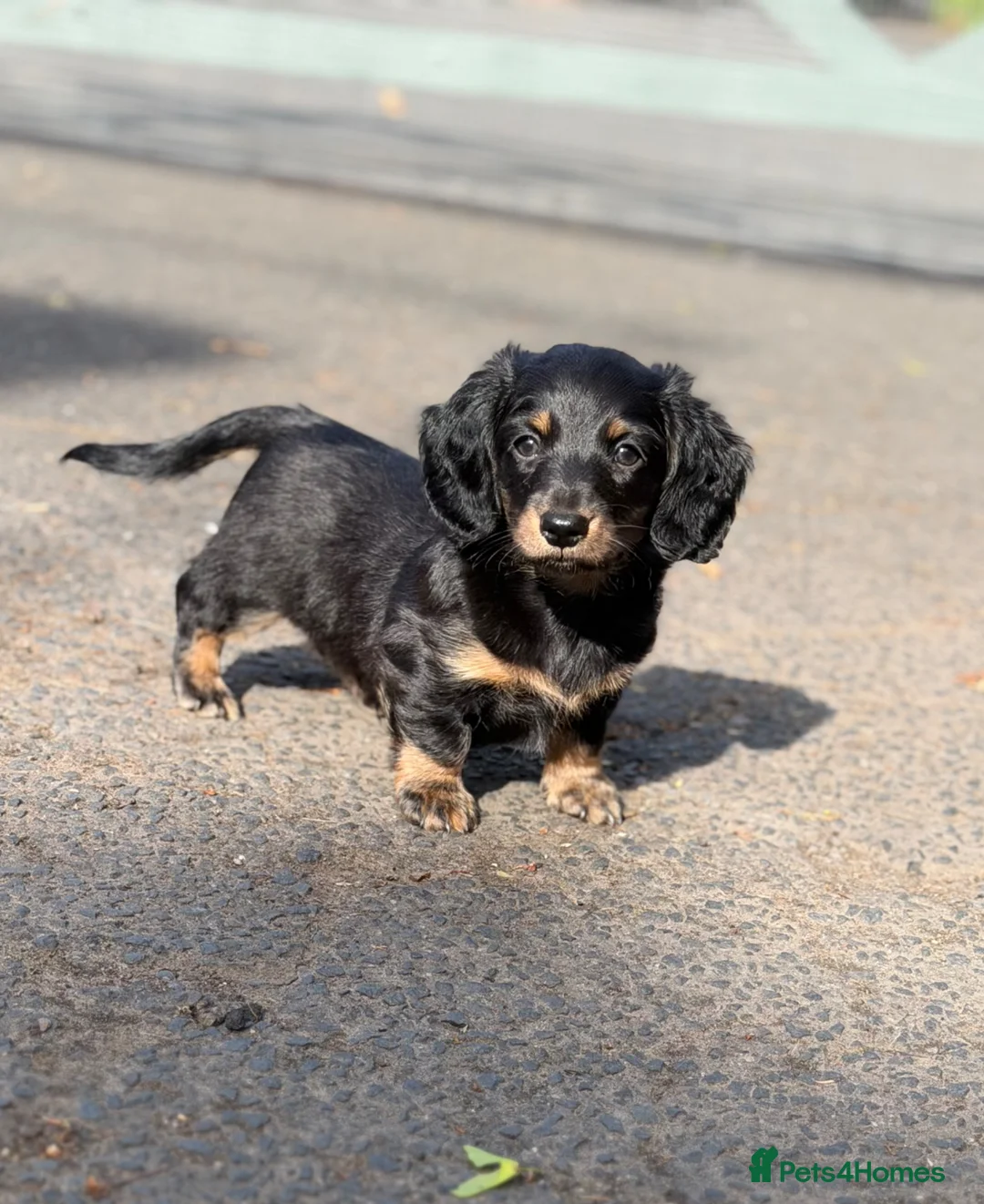 Miniature Dachshund dogs for sale: 1 Longhaired Miniature Dachshund Male - Advert 1