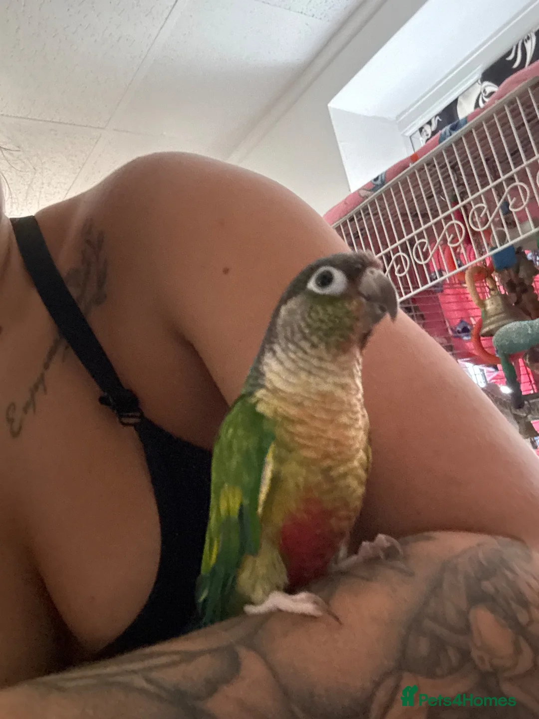 Conures birds for sale: Bonded pair of conures - cage and accessories  - Advert 2