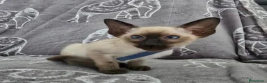 Siamese Kitten 2 blue