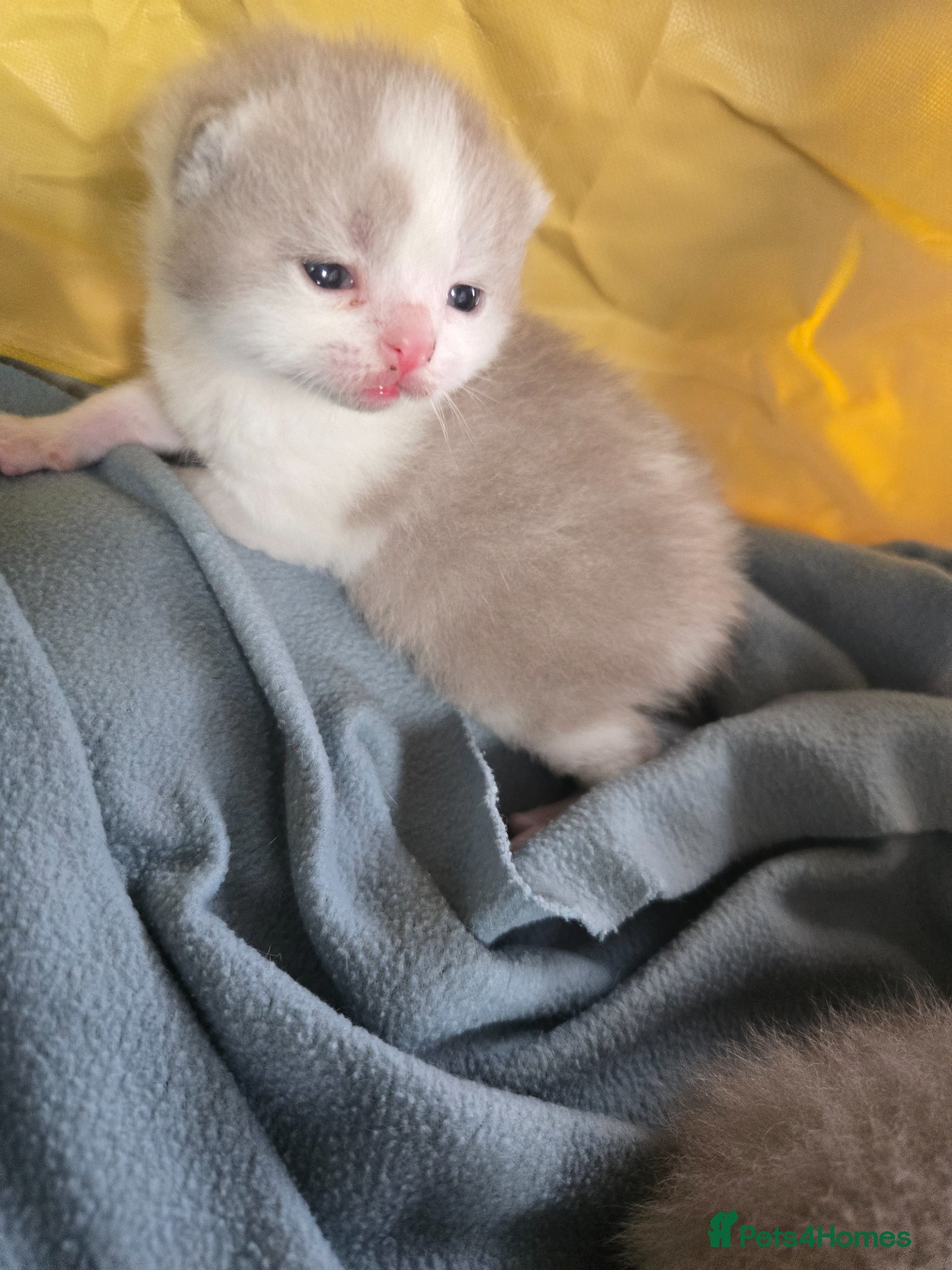 British Shorthair cats  British shorthair olny 1 girl and 4 boys left - Advert 2
