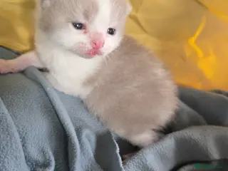 British Shorthair cats British shorthair olny 1 girl and 4 boys left - Advert 2