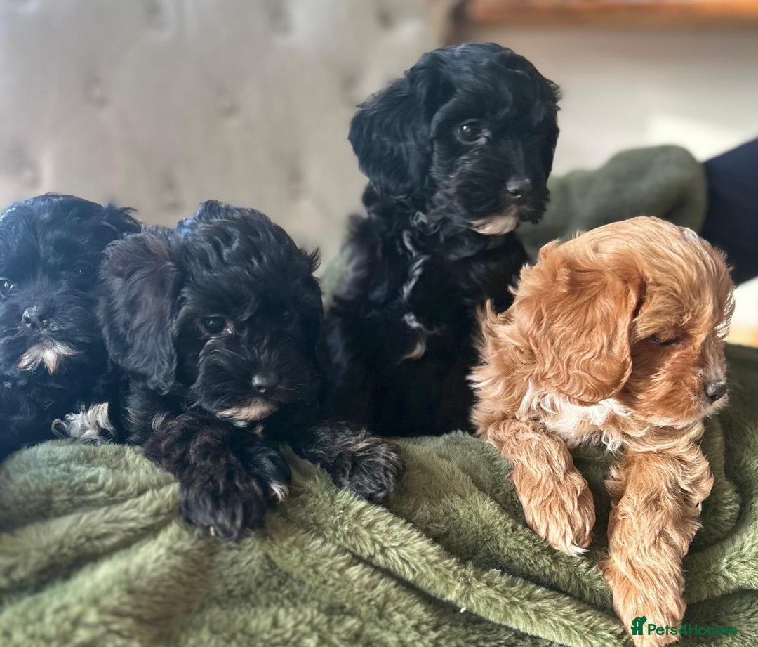 Cavapoo dogs for sale: Stunning cavapoos - Advert 10