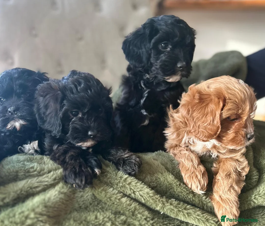 Cavapoo dogs for sale: Stunning cavapoos black and tan boy left  - Advert 10