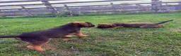 Border Terrier dogs for sale: 🧡Fabulous KC SLEM Clear Border Terriers - Advert 11