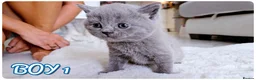 British Shorthair cats for sale: Beautiful British Shorthair Kittens – Home Raised - Advert 15