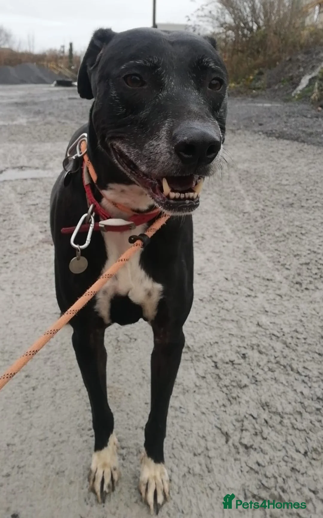 Mixed Breed dogs for adoption: MAX 8yr old Cross Breed - Advert 2