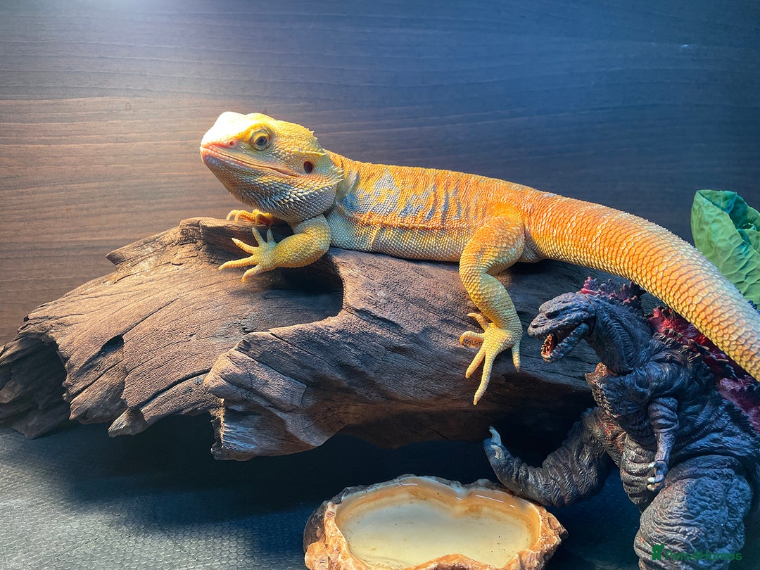 Bearded Dragon reptiles for sale: Bearded Dragon+Set - Advert 5
