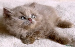 British Longhair cats for sale: Stunning Lilac British Longhair Boy TICA Reg - Image 4