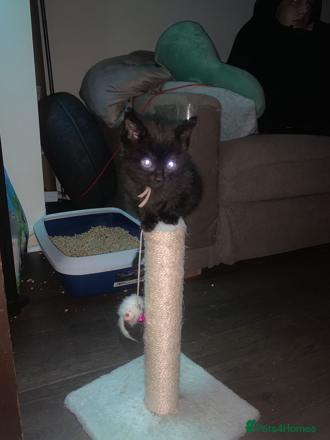 Ragdoll cats for sale: ☯️ Beautiful Yin/Yang pair of ragdoll crosses ☯️ - Advert 11