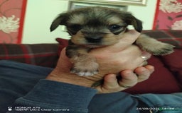 Dachshund dogs for sale: Jackshound puppies  - Image 2