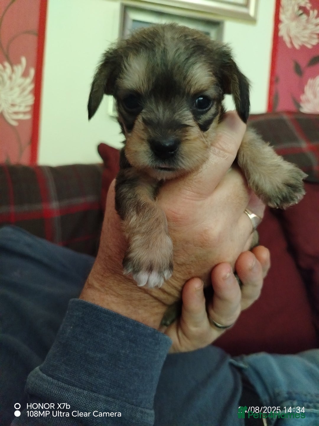 Dachshund dogs for sale: Jackshound puppies  - Image 2