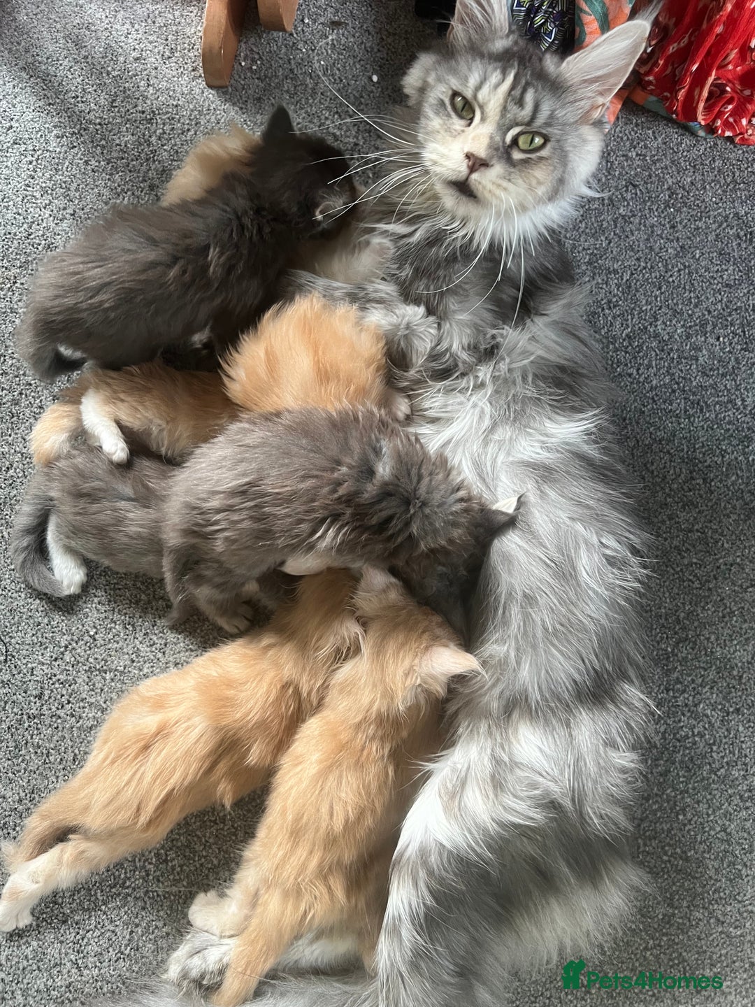 Maine Coon cats for sale: Full pedigree Maine Coon Kittens - Image 2