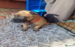 Belgian Shepherd Dog dogs for sale: Beautiful Belgian Malinois Puppies  - Image 6