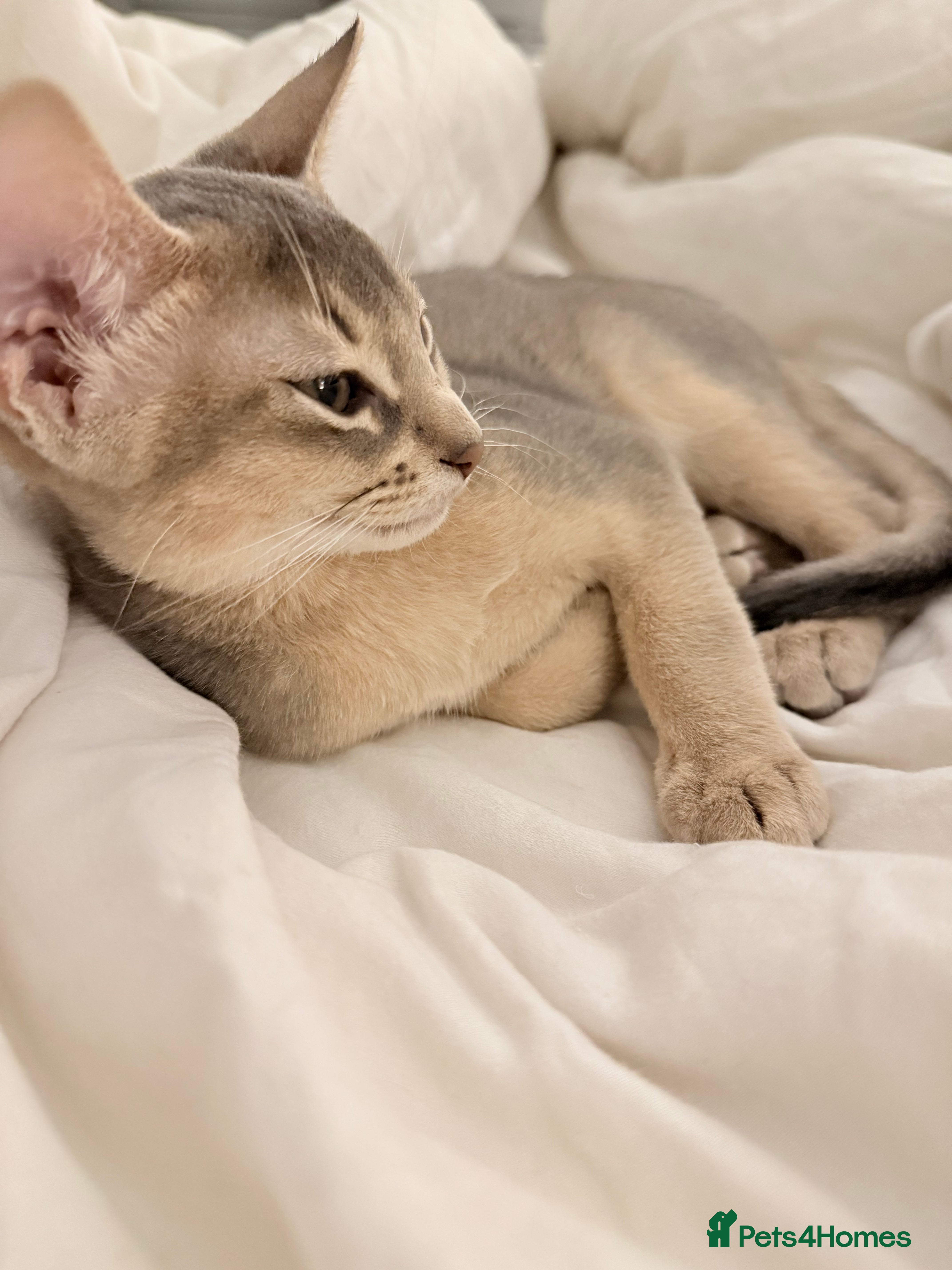 Abyssinian cats Abyssinian Kittens 🐾 - Advert 4