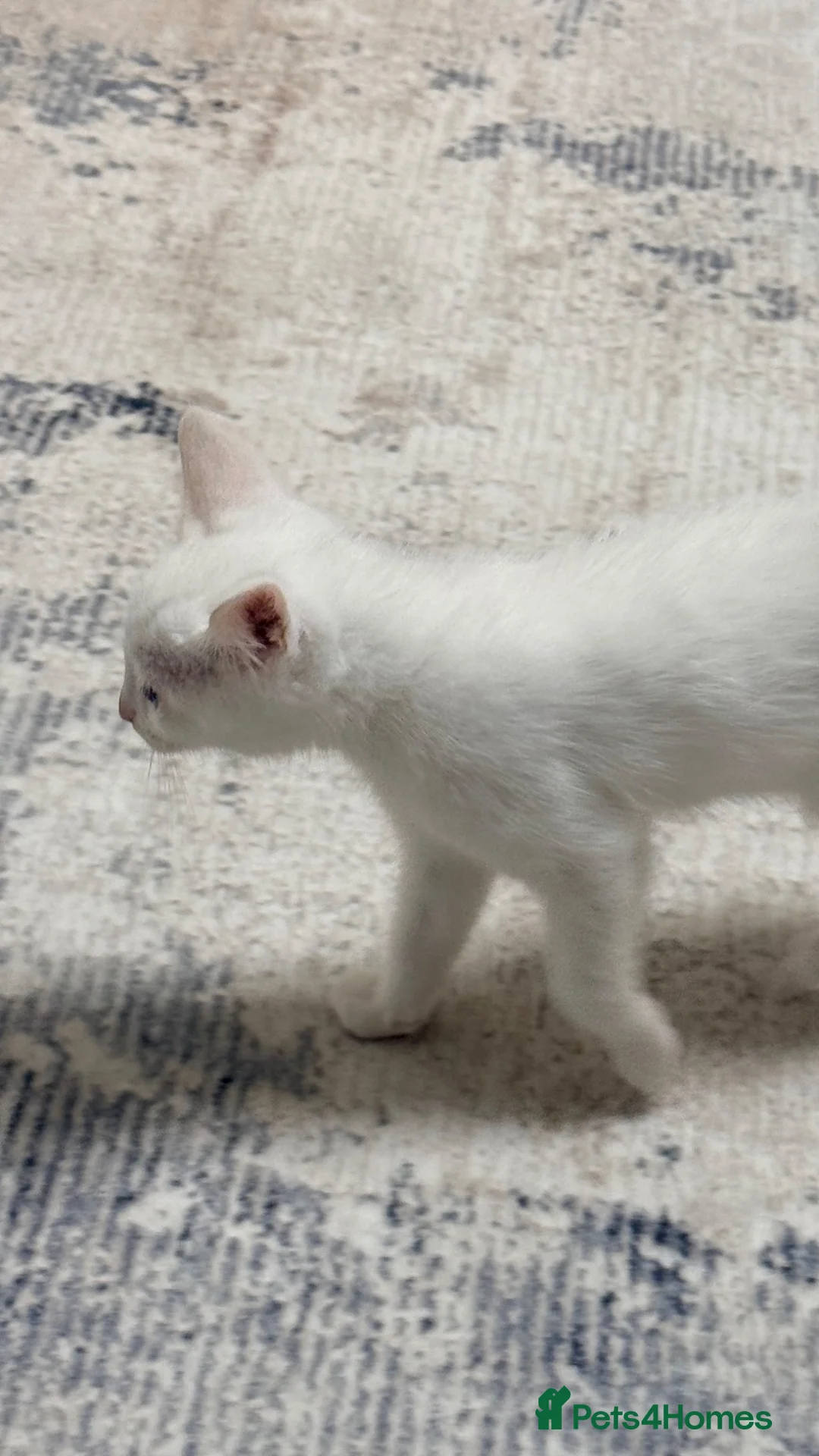 Ragdoll cats for sale: Ragdoll Kitten For Sale in Reading - Advert 2