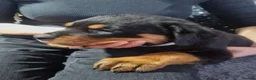 Rottweiler dogs for sale: Stunning Kc reg rottweiler puppies  - Advert 10