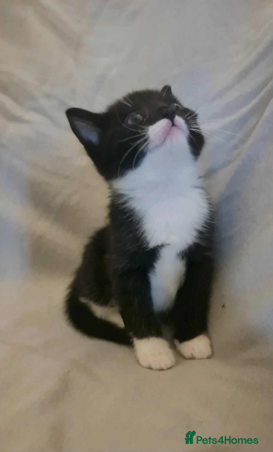 British Shorthair cats for sale: Kittens - Advert 1