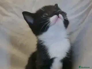 British Shorthair cats Kittens - Advert 8