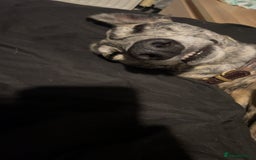 Mixed Breed dogs for sale: Stunning saluki greyhound puppies.  - Advert 30