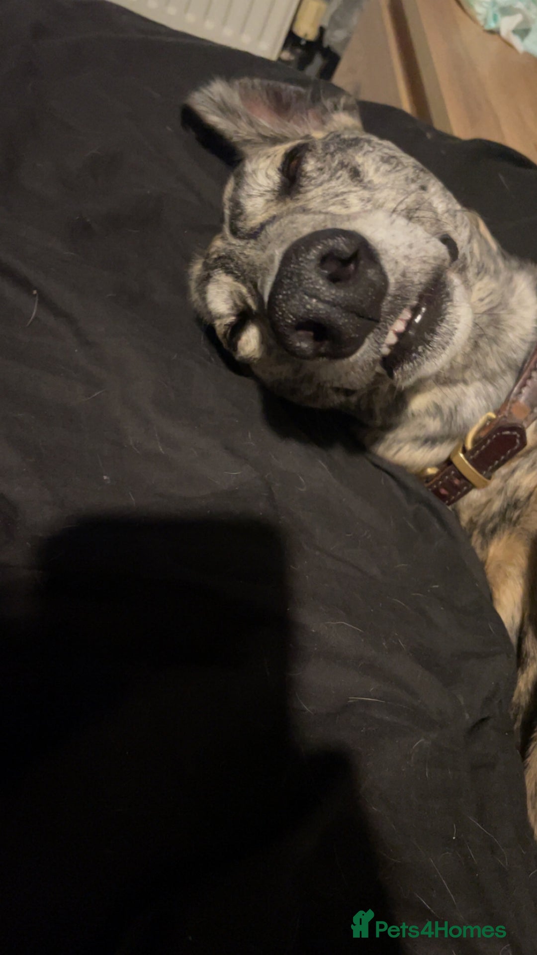 Mixed Breed dogs for sale: Stunning saluki greyhound puppies.  - Advert 30