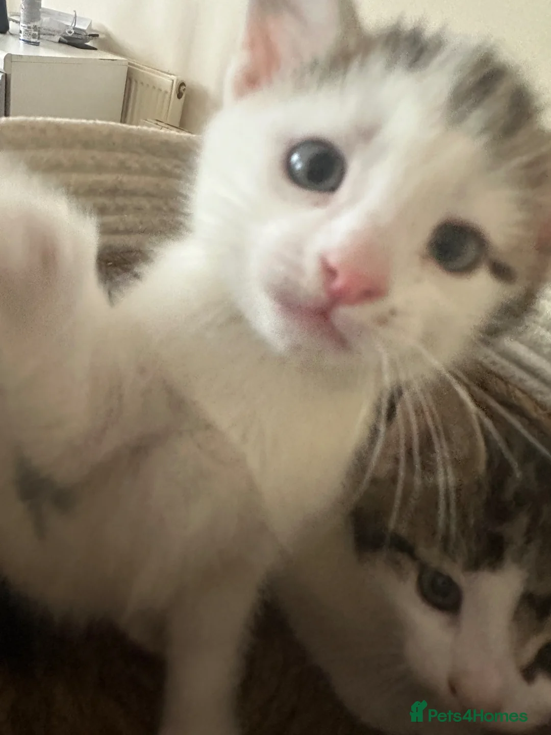 Mixed Breed cats for sale: 🐾 Adorable Half-British Shorthair Kittens  - Advert 1