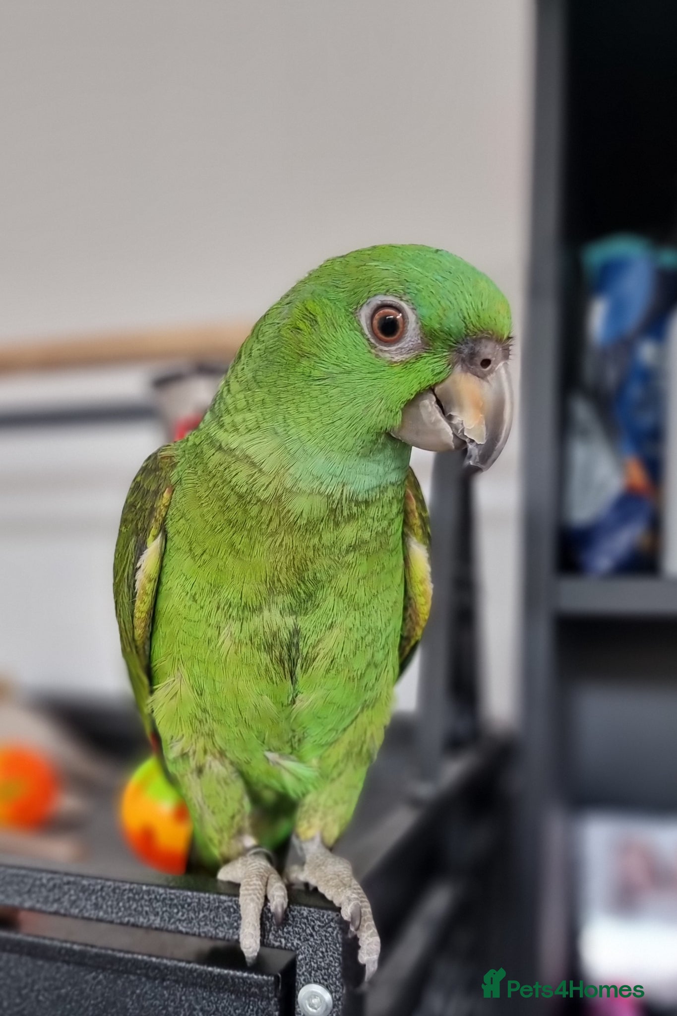 Parrots birds Yellow naped amazon, Tame parrot  - Advert 14