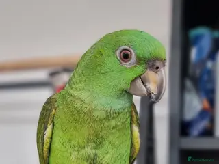 Parrots birds Yellow naped amazon, Tame parrot - Advert 14