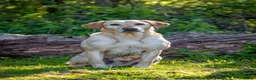 Labrador Retriever dogs for stud: Yellow Labrador Stud - Harry - Advert 5